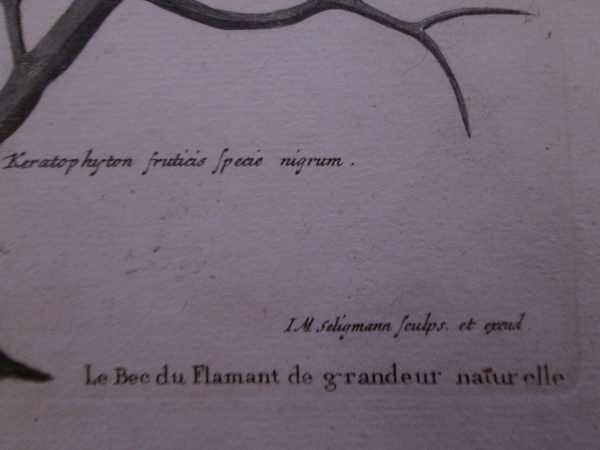 Johann Michael Seligmann (1720-1762) – Image 2