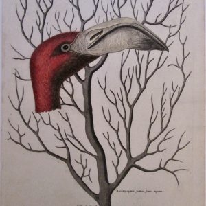 Johann Seligmann beak Keratophyton